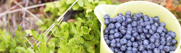 Bilberries to increase our dietary fiber intake