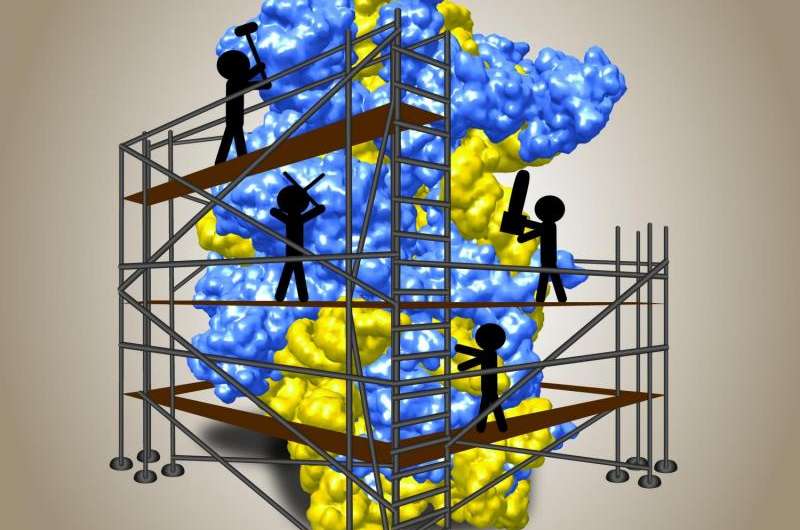 Biochemists gain new insights into biogenesis of ribosomes