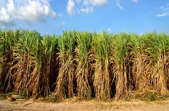 Biodiesel from sugarcane more economical than soybean