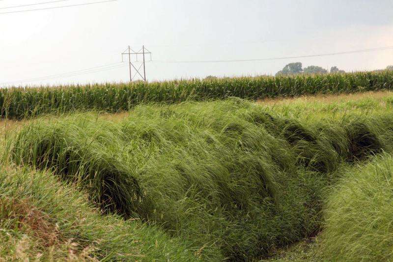 Bioenergy grass can withstand freezing temperatures