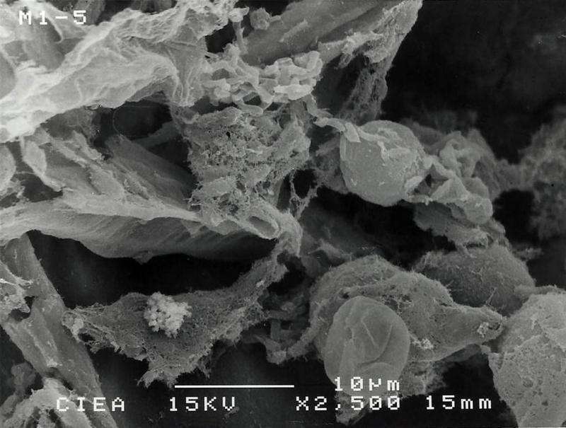 Biofilter made from peanut shell degrades air pollutants