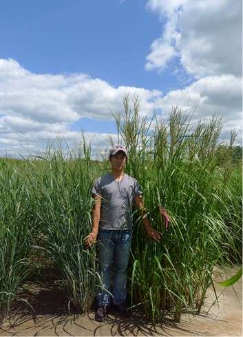 Biofuel producers with poor soil should consider prairie cordgrass