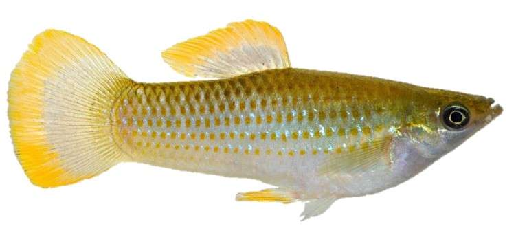 Biologists find genetic mechanism for 'extremophile' fish survival