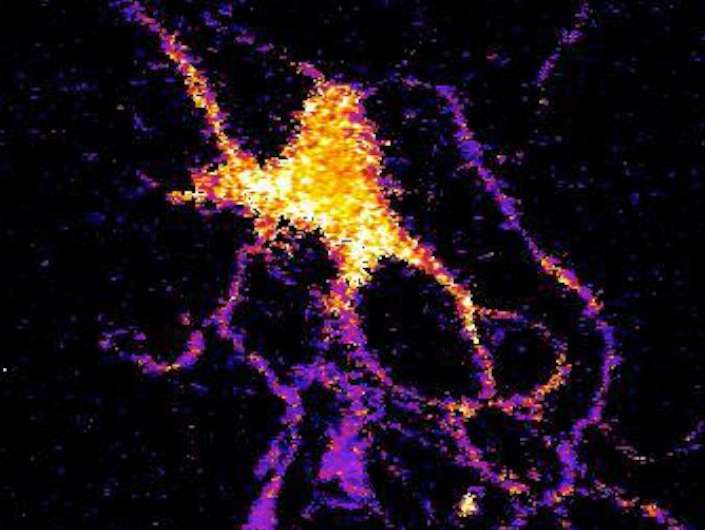 Bioluminescent sensor causes brain cells to glow in the dark