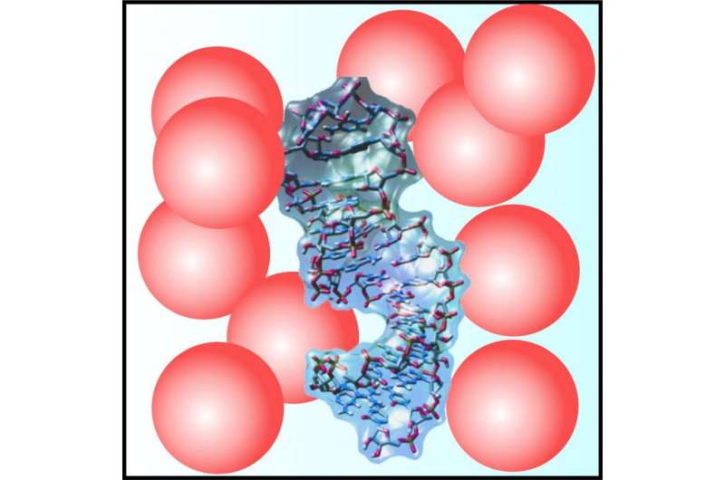 Biomolecule's behavior under artificial conditions more natural than expected