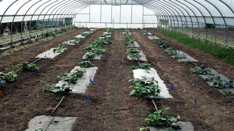 Bioplastic and biofabric tested for cucumber production