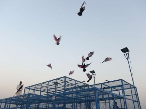 Bird cages and enthusiasts can be found on rooftops in the old districts of cities across the country