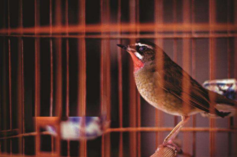 Birdcages source of dengue virus