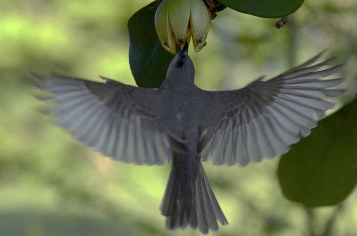 Birds maintain rare plant species, study finds