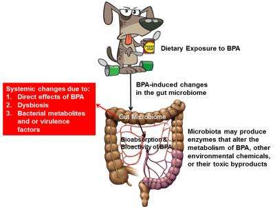Bisphenol A in canned dog food may increase BPA concentrations in pets