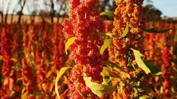 Bitter chemical coating leads to quinoa success