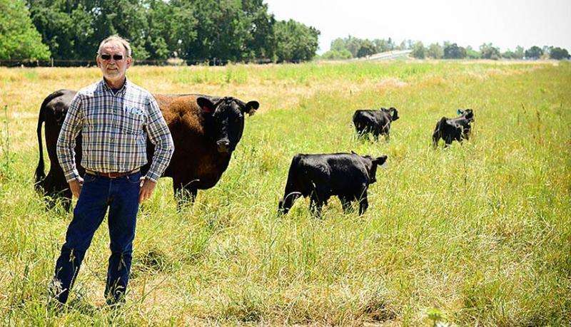 Bizarre bacteria causing major cattle disease genetically characterized