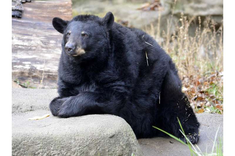 Black bear links real objects to computer images