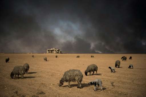 Blackened sheep graze as oil wells, set ablaze by retreating Islamic State (IS) jihadists, burn in the background, in the town o