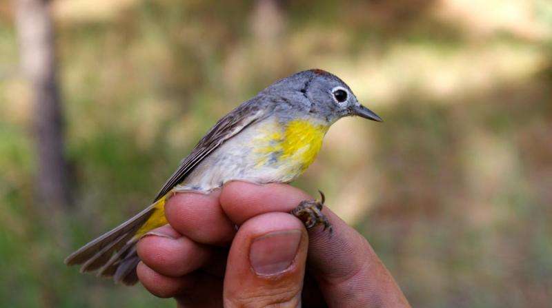Black Hills warbler population not so isolated after all