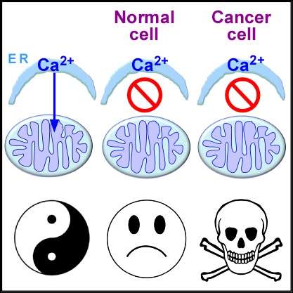 Blocking transfer of calcium to cell's powerhouse selectively kills cancer cells