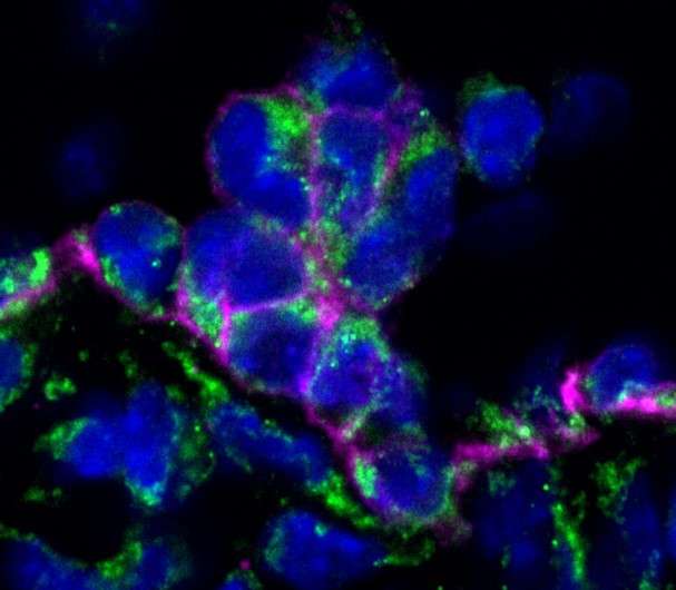 Blood stem cells study could pave the way for new cancer therapy