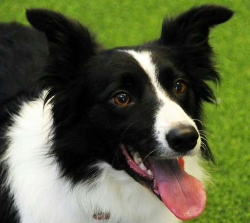 Border collies were used in the canine IQ tests