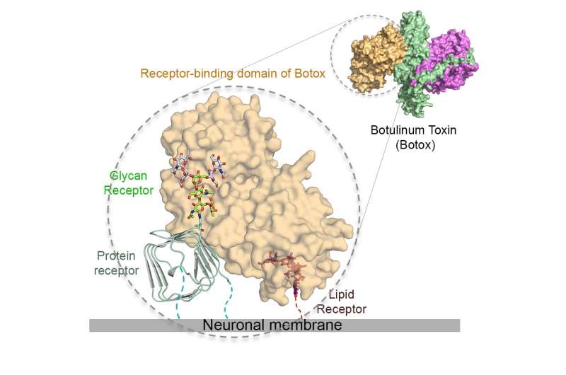 Botox's sweet tooth underlies its key neuron-targeting mechanism