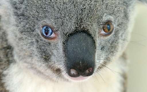 Bowie the koala has one bright blue eye and one brown, an extremely rare condition is known as heterochromia