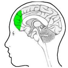 Brain’s prefrontal lobe is major player in Parkinson’s Gait