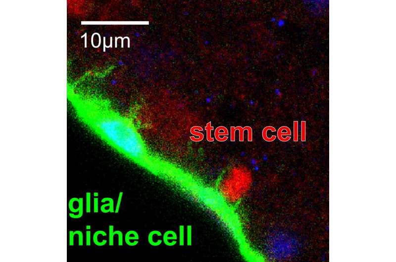 Brain stem cell quiescence needs to be actively maintained in Drosophila