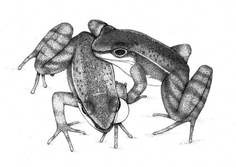 Brazilian torrent frogs communicate using sophisticated audio, visual signals