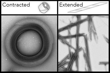 Breaking cell barriers with retractable protein nanoneedles