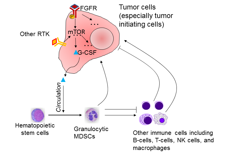 Breast cancer tumor-initiating cells use mTOR signaling to recruit suppressor cells to promote tumor