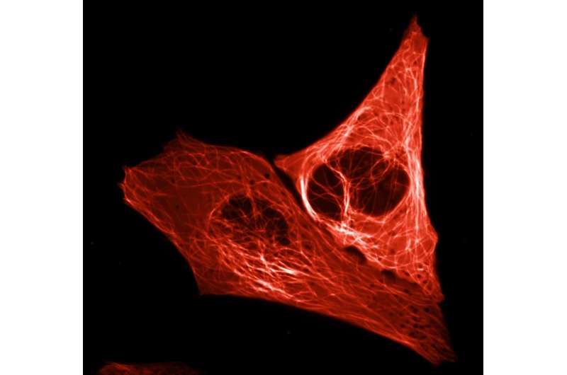 Bright red fluorescent protein created