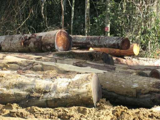 Britain, Belgium and the Netherlands all consider timber from Cameroon as &quot;high risk&quot; and require strict diligence sta