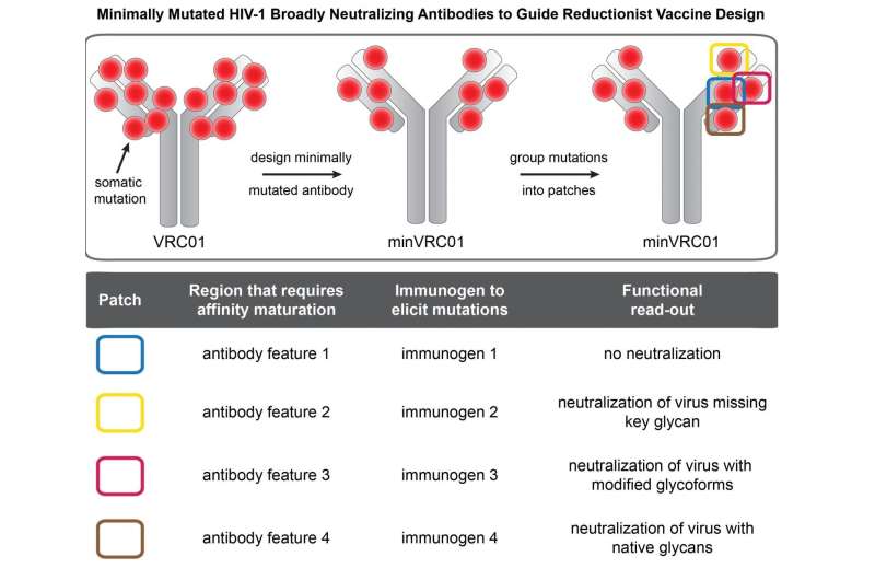 Broadly neutralizing HIV antibodies engineered to be better vaccine leads