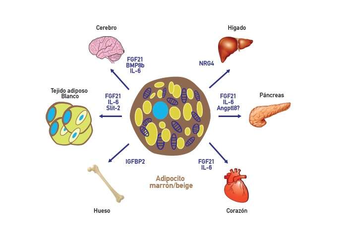 Brown adipose tissue is able to secrete factors that activate fat and carbohydrate metabolism