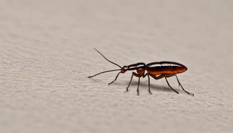 Bugs make ideal crime scene clues