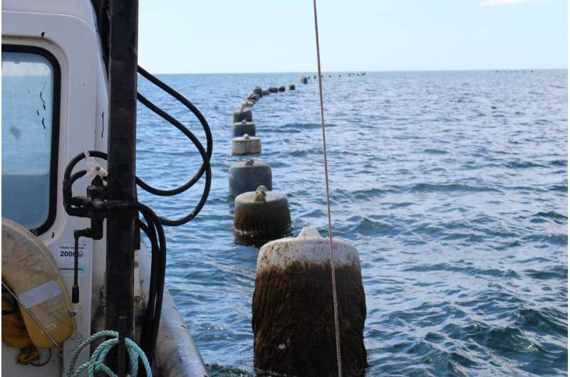 Buoys mark the locations where mussel lines drop into the sea