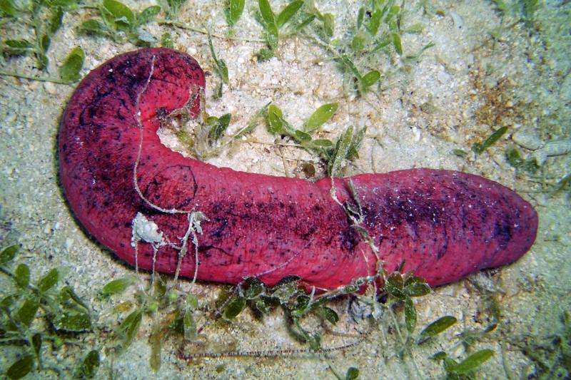 'Burnt Hot Dog' sea cucumbers raise red flags for threatened global fisheries