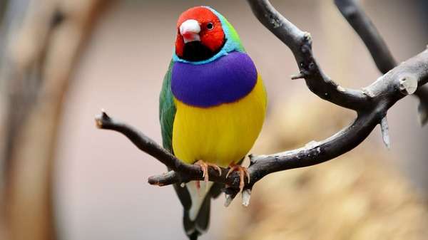 Bush burning helps Gouldian finches thrive