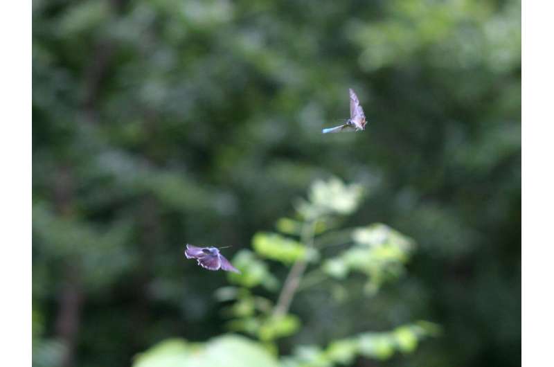 Butterflies: Agonistic display or courtship behavior?