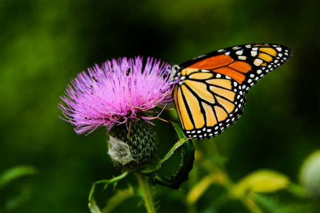 Butterflies' diet impacts evolution of traits