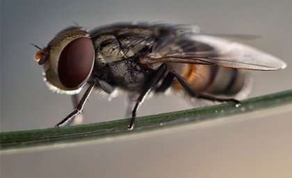 Buzz about natural fly insecticide