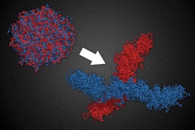 By organizing chromosomes into many tiny loops, molecular motors play key role cell division