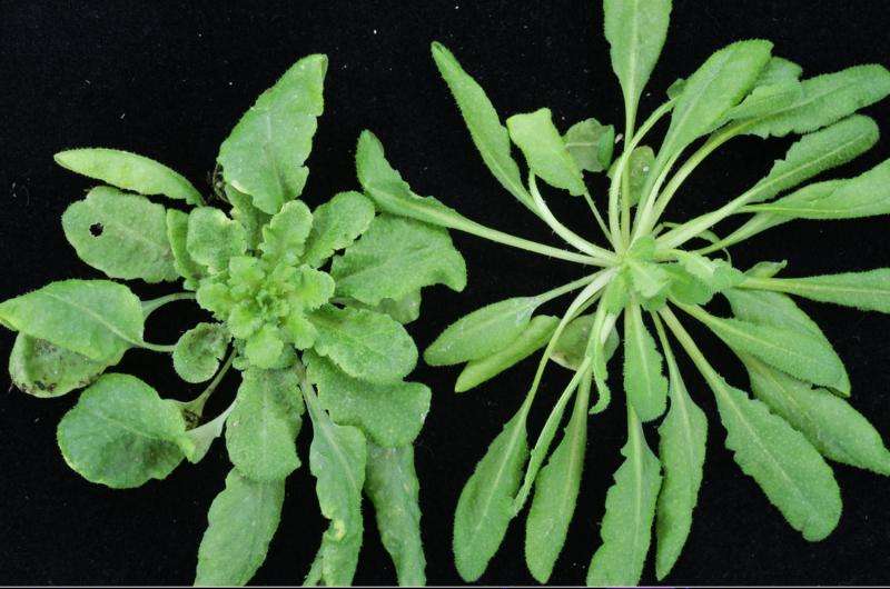 By switching 'bait,' IU biologists trick plants' bacterial defense into attacking virus
