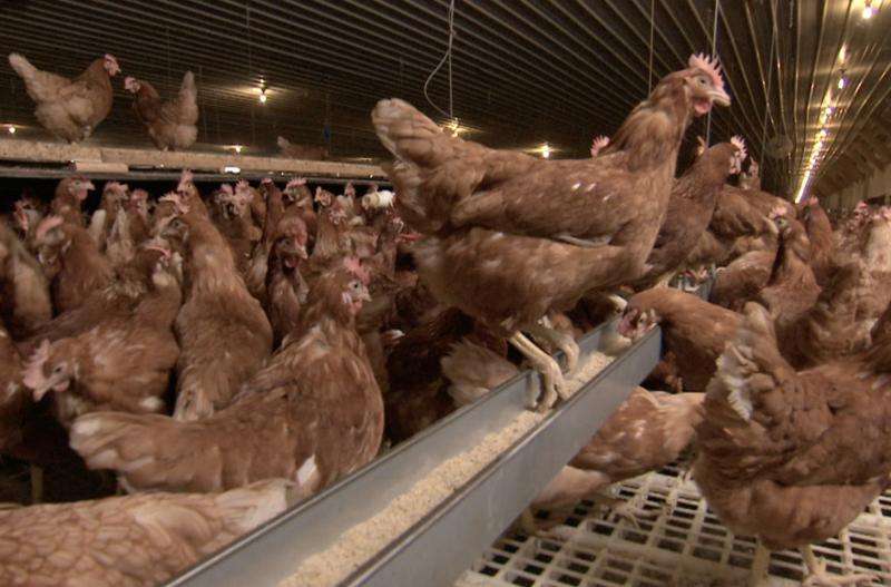Cage-free sounds good, but does it mean a better life for chickens?