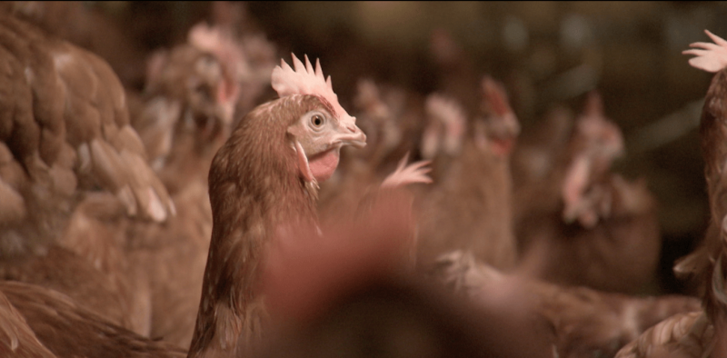 Cage-free sounds good, but does it mean a better life for chickens?