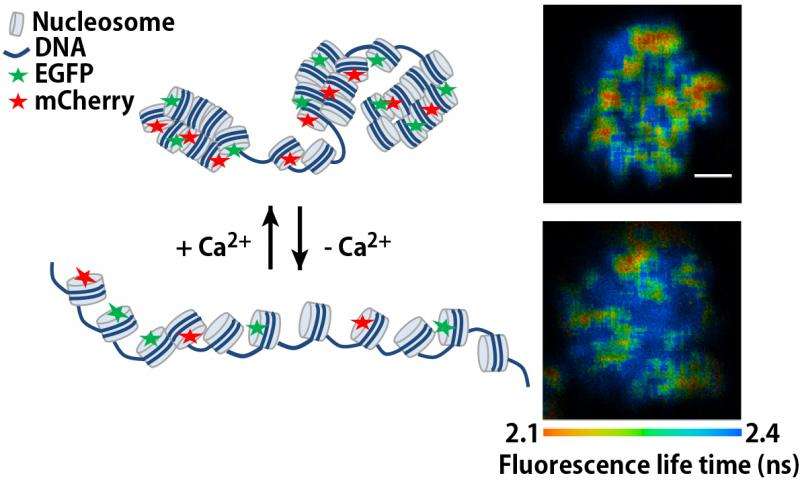Calcium aids chromosome condensation prior to cell division