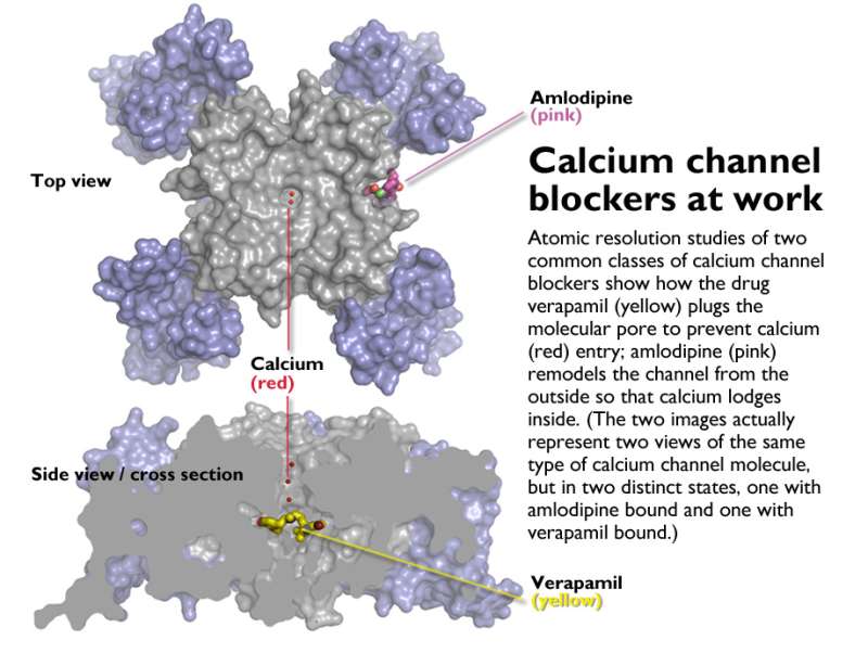 are calcium channel blockers nephrotoxic