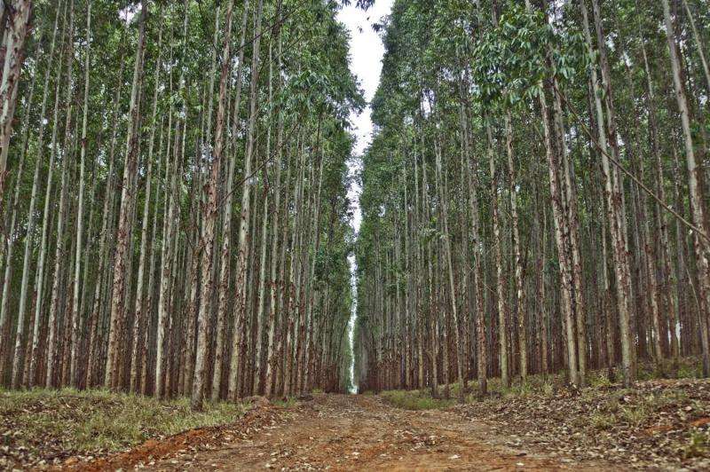 Calculating the growth of eucalyptus plantations from the cloud