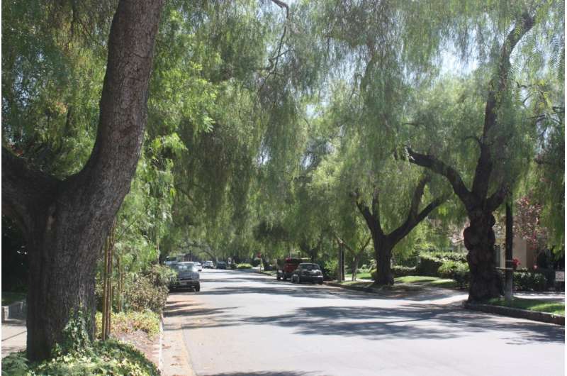 California 'street tree' benefits valued at $1 billion