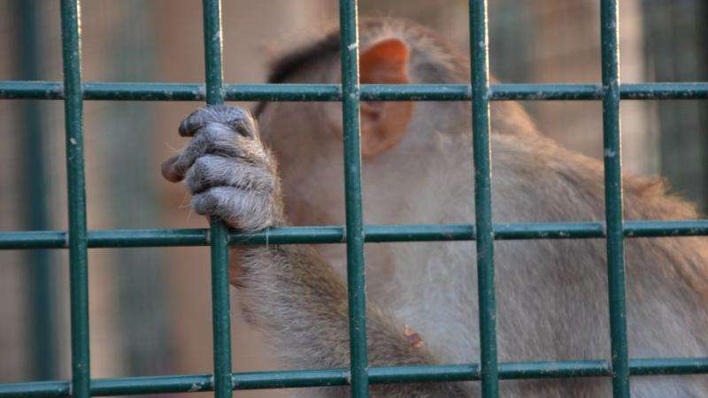 Call for more animal welfare controls in Chinese research
