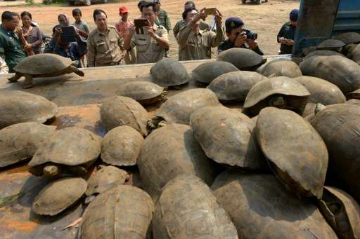 Cambodian authorities take pictures of smuggled elongated tortoises after the animals were confiscated in Kandal province on Mar